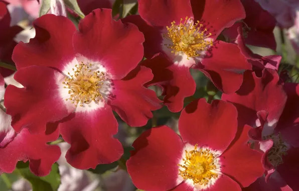 Picture summer, Wallpaper, petals, stamens, flowerbed