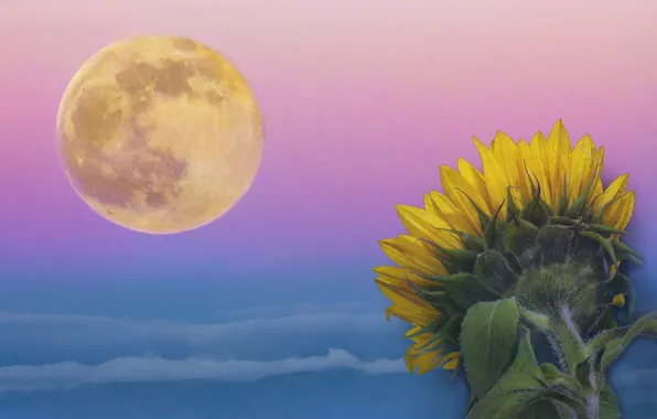 Collage, sunflower, The moon