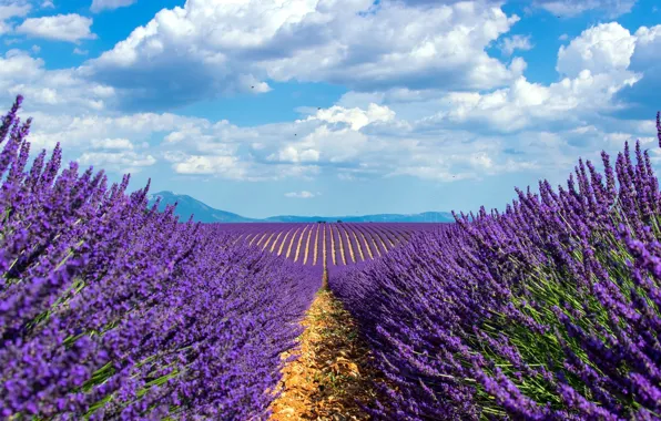 Field, the sky, lavender