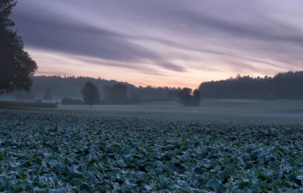 Field, nature, fog, cabbage