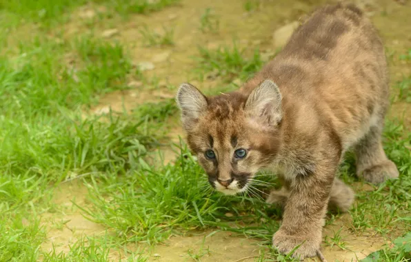 Picture cat, kitty, Puma, cub, mountain lion, Cougar