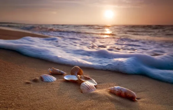 Sand, sea, beach, shore, shell, summer, beach, sea