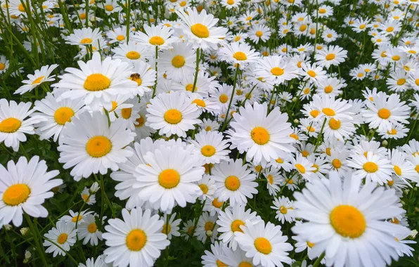 Chamomile, a lot, loves me - loves me not, Svetlana Kondrashova