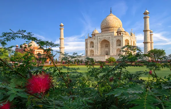 India, Taj Mahal, mosque, architecture, the bushes, the mausoleum, Agra, Taj Mahal