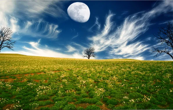 Abstract, fantasy, trees