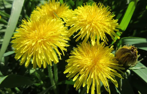 Dandelions, April, spring 2018, Meduzanol ©