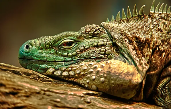 Picture HDR, lizard, iguana