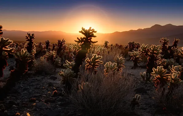 Picture sunset, nature, desert, cacti