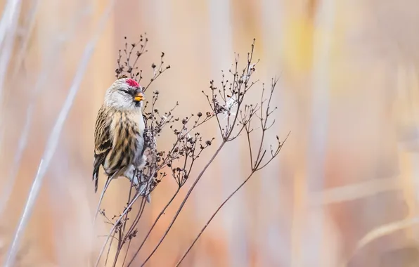 Nature, bird, Acanthis