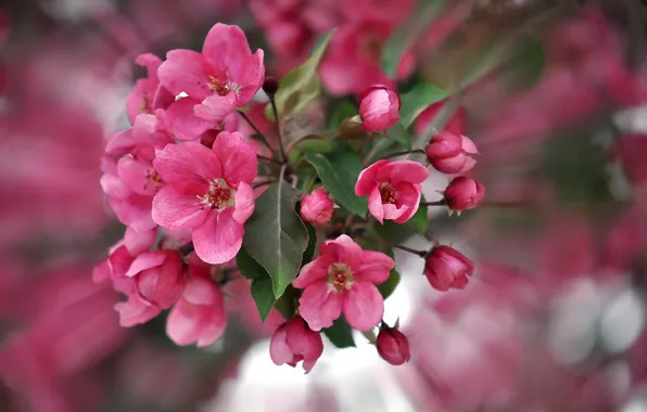 Picture macro, flowers, spring, flowering