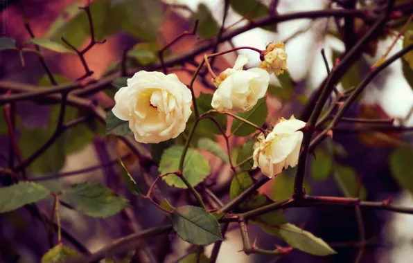 Flowers, branches, petals