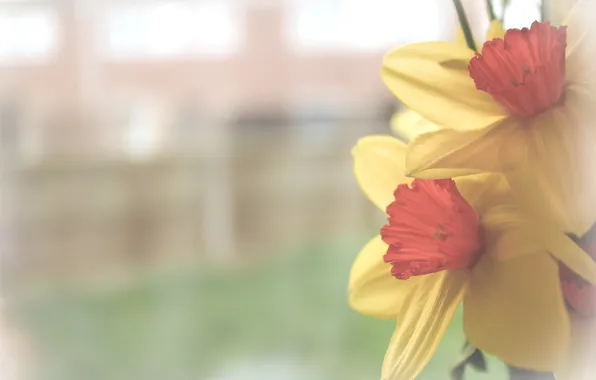 Picture petals, daffodils, flowers. yellow