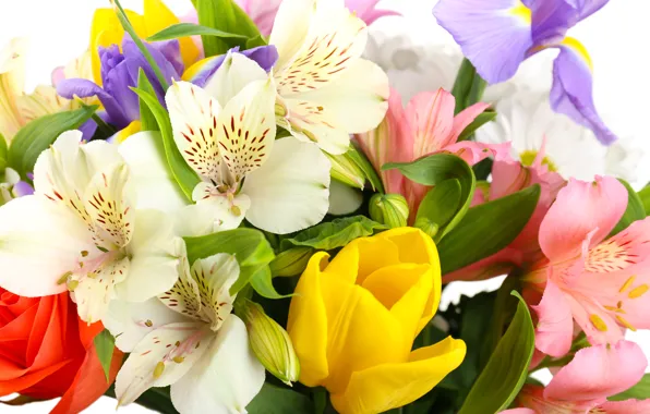 Picture flowers, tulips, white background, irises, white chrysanthemums, Alstroemeria