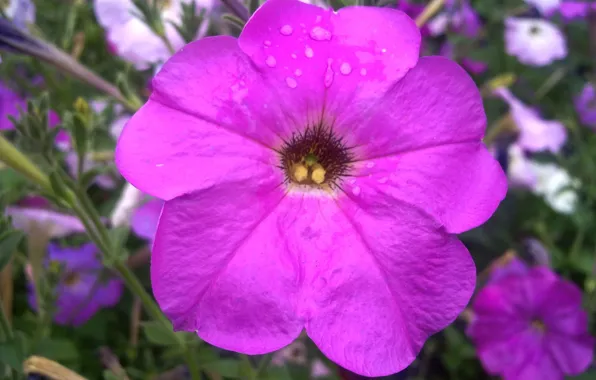Summer, drops, Rosa, Flower, Petunia, July