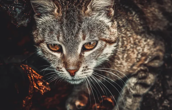 Picture cat, eyes, cat, look, bronze, toning