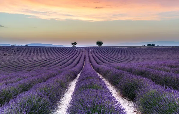 Field, summer, the sky, clouds, trees, flowers, nature, fog