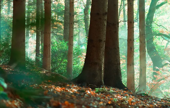 Autumn, forest, leaves, light, trees, fog, trunks, foliage