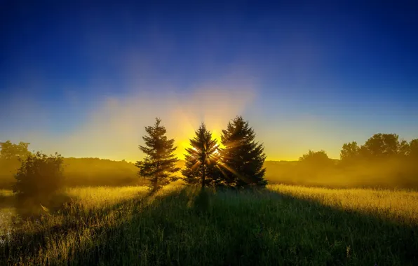 Picture forest, the sun, rays, sunrise, glade, tree