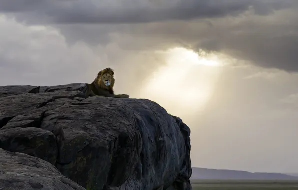 Leo, king, beast