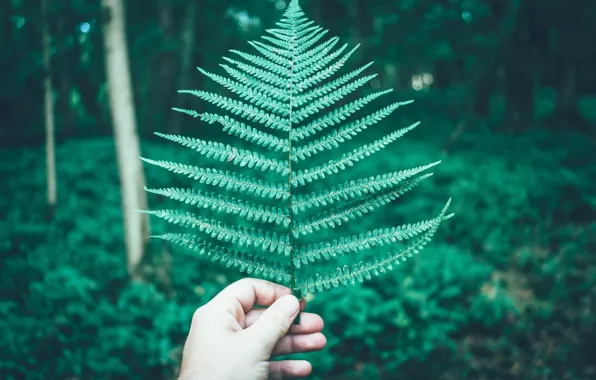 Forest, sheet, background, hand, blur, fern, sheet in hand