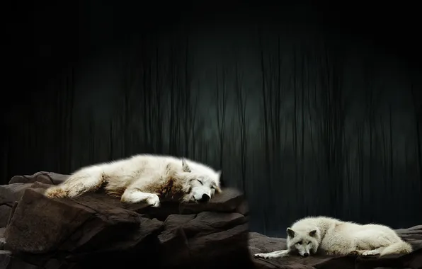 Picture nature, snow, predator, face, animal, wolf, wolves, wildlife