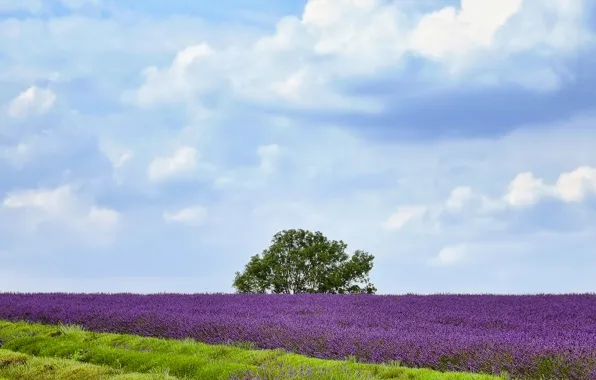 Field, the sky, clouds, tree, lavender field