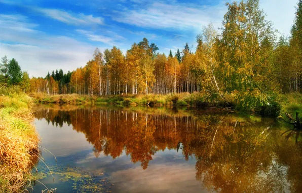 Picture autumn, forest, water, reflection, nature