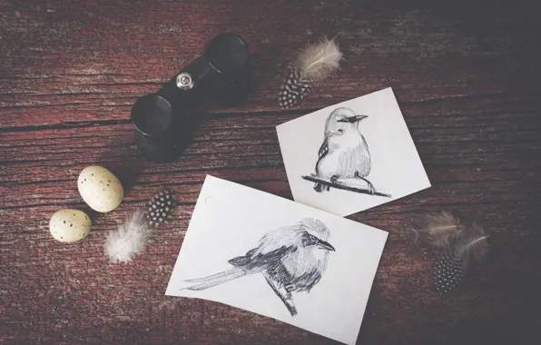 Birds, figure, eggs, feathers, drawings, binoculars, bird