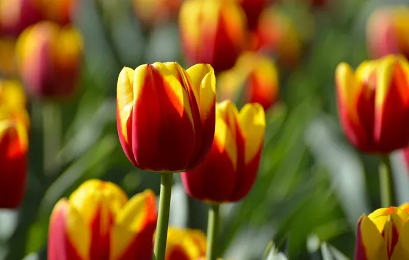 Tulips, buds, motley