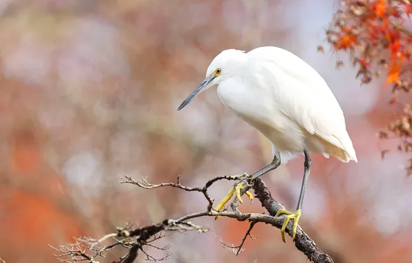 Branches, bird, white, Heron