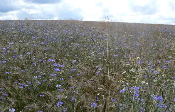 The sky, flowers, clouds, rye, cornflowers, Belarus, my photo, triticale