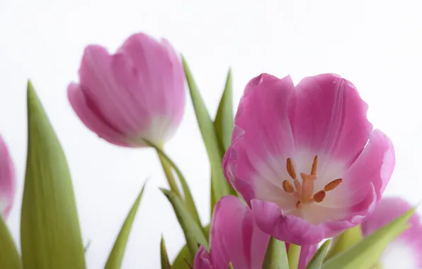 Macro, petals, tulips
