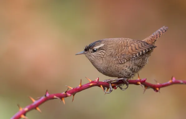Branches, bird, bird, Wren