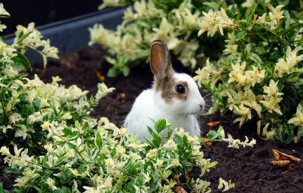 White, hare, plants, garden, rabbit, Bunny, the ground, rabbit