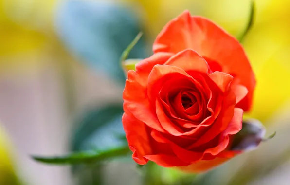 Macro, background, rose, Bud, scarlet rose