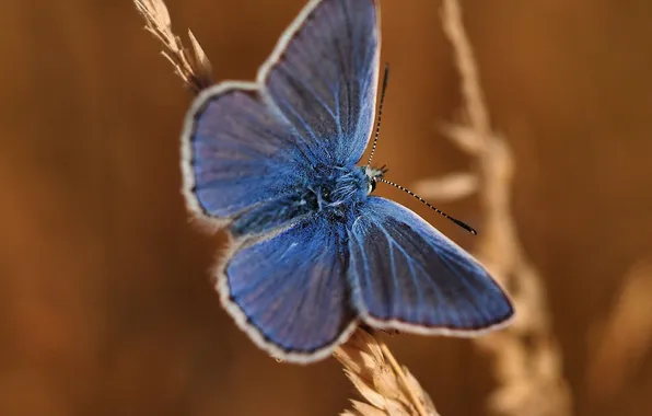 Picture pattern, butterfly, plant, wings, insect, moth