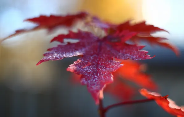 Leaves, macro, nature
