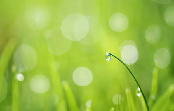 Picture greens, grass, glare, drop, a blade of grass