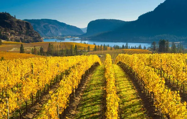 Picture autumn, mountains, nature, Canada, vineyard, British Columbia, the valley of Okanagan lake