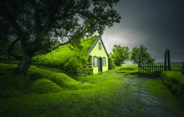 Greens, field, grass, tree, the fence, house, lawn, crown