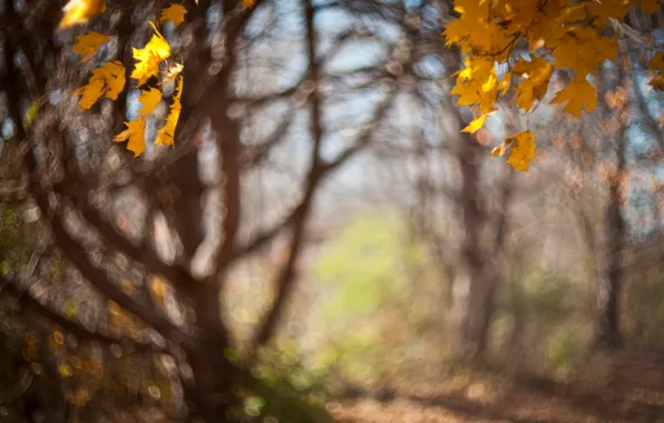 Picture autumn, leaves, trees, haze