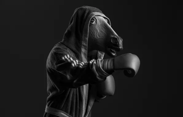 Picture horse, head, Boxing