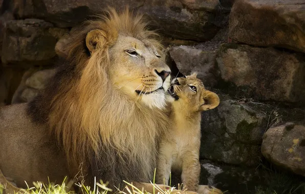 Stones, rocks, together, Leo, father, weasel, lions, cub