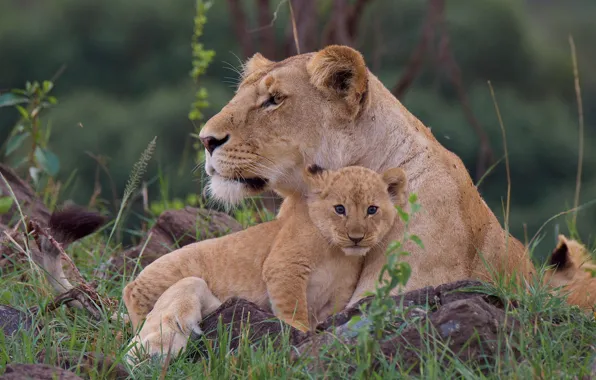 Grass, cub, wild cats, lions, lioness, lion
