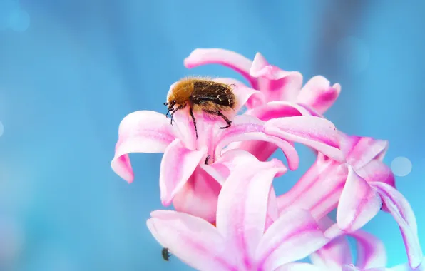 Macro, flowers, background, blue, beetle, spring, petals, hairy