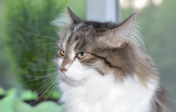 Picture Mood, green background, cat Cache