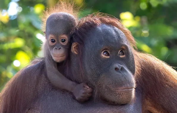 Look, pose, child, portrait, baby, monkey, pair, monkey