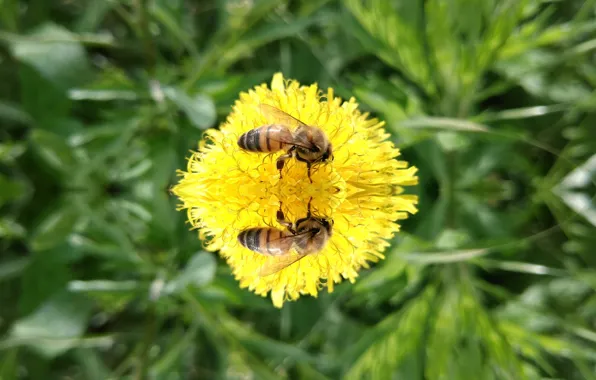 Bee, dandelion, mirror
