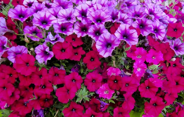 Nature, petals, garden, meadow, flowerbed, Petunia