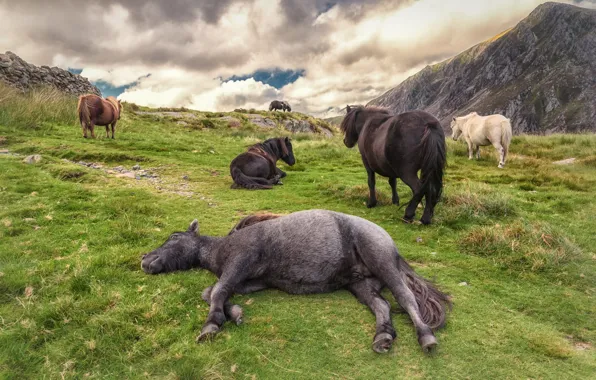 Field, grass, clouds, mountains, horse, stay, horse, horses